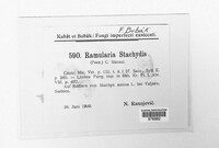 Ramularia stachydis image